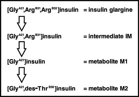 Insulin Glargine Metabolites The Long Acting Insulin Glargine