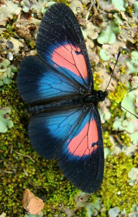 Mariposa | Beautiful butterfly pictures, Butterfly species, Beautiful ...