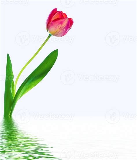 spring flowers tulips 9847929 Stock Photo at Vecteezy