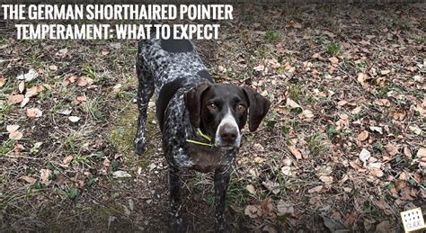 The German Shorthaired Pointer Temperament: What To Expect