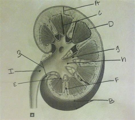 A P Ch Urinary System Images Flashcards Quizlet