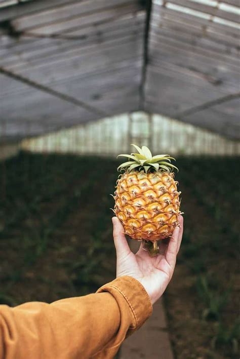 When Is Pineapple Season? A Guide To This Tropical Delight — Ecowiser