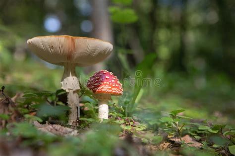 姬松菇 库存图片 图片 包括有 危险 蘑菇 盖帽 词根 绿色 森林地 空白 引起幻觉 遮阳伞 216662179