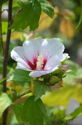 Hibiskus Ogrodowy Ketmia Syryjska LADY STANLEY Hibiscus Syriacus Donica