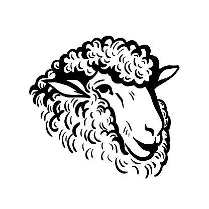 Farm Animals Sheep Head Sketch Stock Illustration - Download Image Now ...