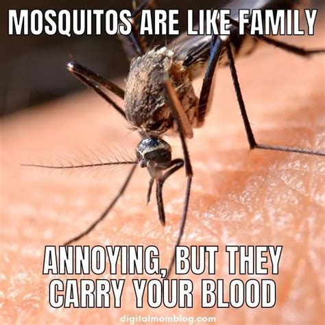 Funny Mosquito Memes For Bite Victims