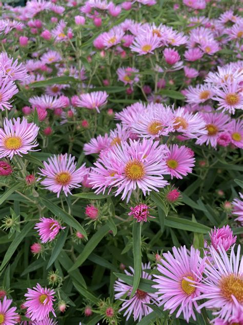 Rauhblatt Aster Rosa Sieger Aster Novae Angliae Wyss Shop