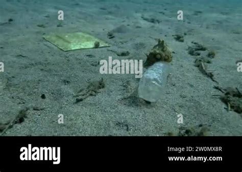 Plastic Pollution A Beautiful Nudibranch Sea Hare Crawls Along Plastic