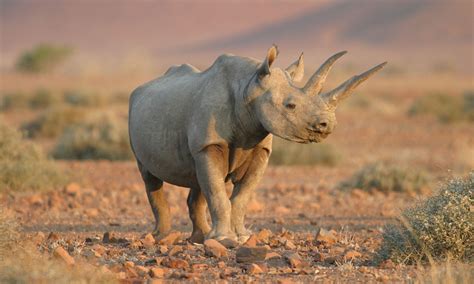 Western Black rhino is extinct, and other species will follow, claims ...