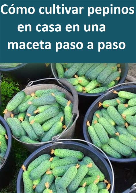 C Mo Cultivar Pepinos En Casa En Una Maceta Paso A Paso Guiadeconsejos