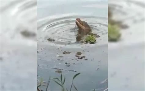 Jacaré é flagrado mais uma vez em lago em Ourinhos é a 3ª vez que um