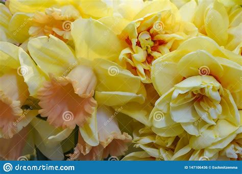 Red Flowers Of Trumpet Vine Climber Campsis Radicans Royalty Free