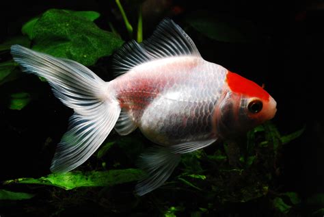 Cuestión De Peces Peces De Agua Fría Para Tu Acuario