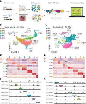 Frontiers Single Cell Sequencing Reveals Types Of Hepatopancreatic