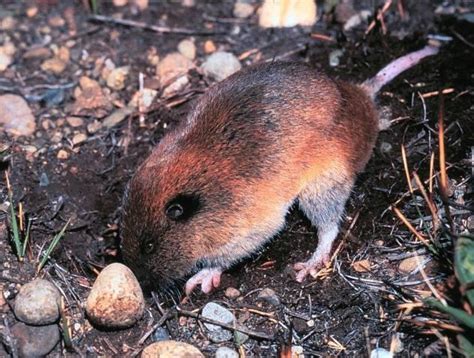 Mazama Pocket Gopher Thomomys Mazama Encyclopedia Of Puget Sound