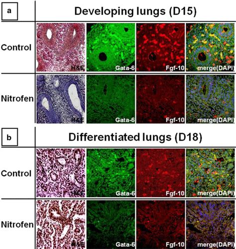 Hematoxylin And Eosin Hande Staining Left Image Of Each Timepoint And