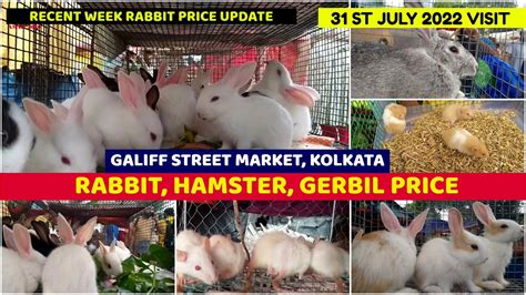 Recent Week Rabbit Hamster Gerbil Price Galiff Street Pet Market