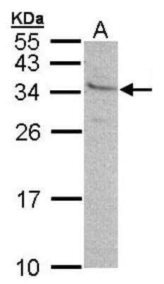 GEM Antibody NBP1 30962 By Novus Part Of Bio Techne