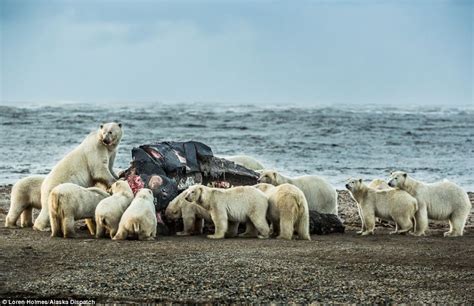 Hungry Polar Bears Devour A Whale Carcass Left Out For Them By Hunters