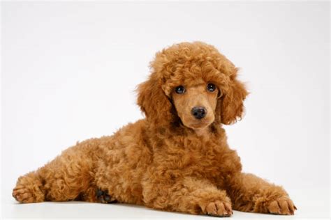 Best Miniature Poodle Haircuts Stock Photos, Pictures & Royalty-Free ...