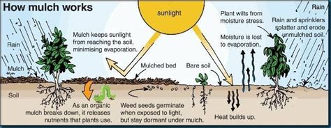 How Mulch Works The 4 Functions Of Mulch In Your Garden Greenpal