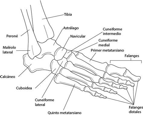Imagehuesos Del Tobillo Y El Pie Manual Merck Versión Para Profesionales