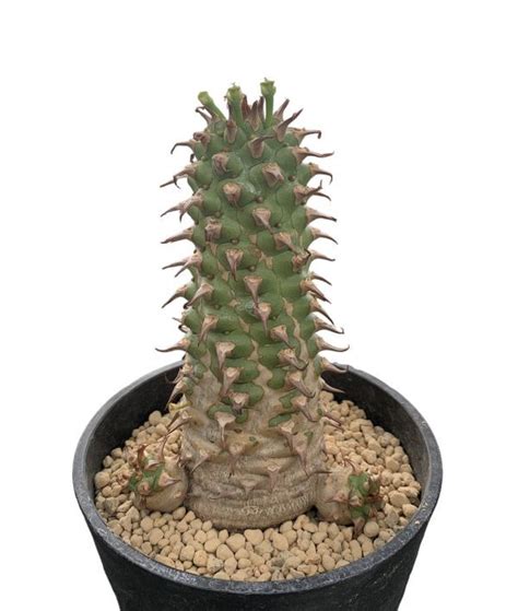 Yahooオークション ユーフォルビア サピニーeuphorbia Sapinii