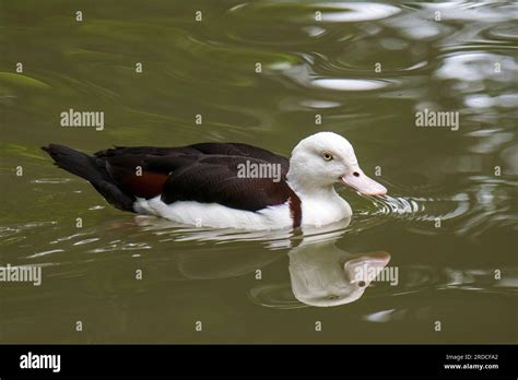 Schwarzer Teich Fotos Und Bildmaterial In Hoher Aufl Sung Alamy