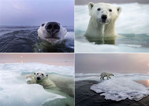 Белые полярные медведи от фотографа Paul Souders