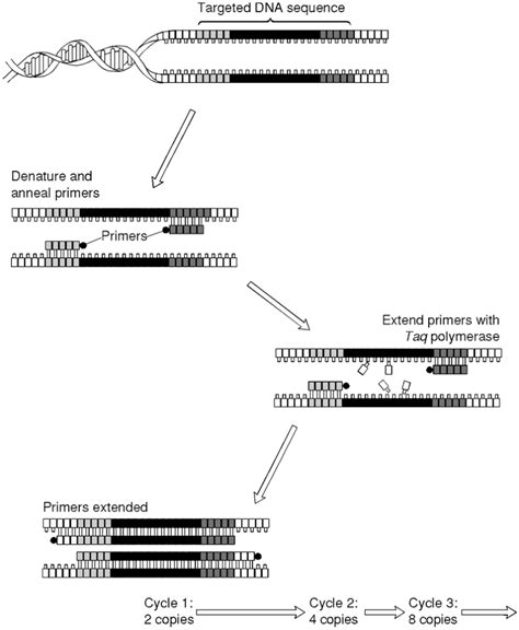 4 The Main Stages Of The Polymerase Chain Reaction Denaturation Of Download Scientific