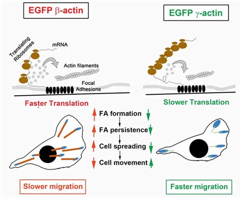 Figures and data in Different translation dynamics of β and γ actin