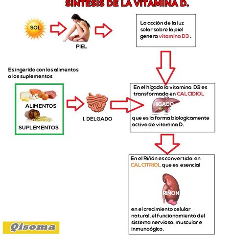 Resumen De La Sintesis De La Vitamina D