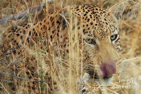 Hungry Leopard Photograph By Tom Cheatham Pixels