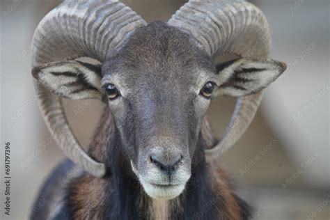 Mouflon Ovis Gmelini Is A Wild Sheep Native To Cyprus The Caspian