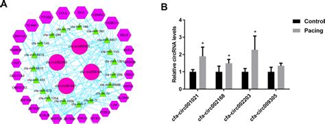 Prediction Of Circrna Mirna Mrna Interactions A Cerna Network Of