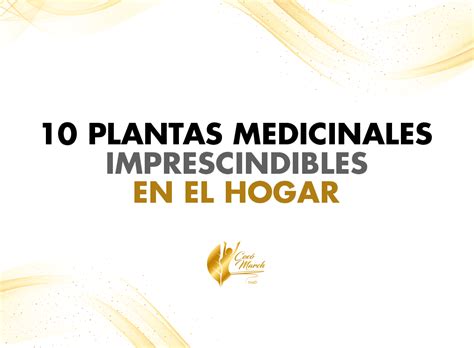 10 Plantas Medicinales Imprescindibles En El Hogar Coco March