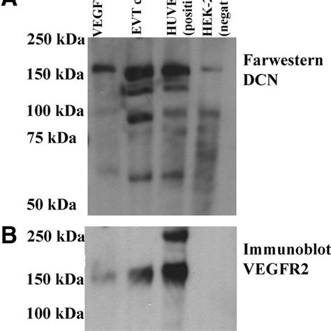 HLA G Expression By The HTR 8 SV Neo EVT Cell Line Relative Incidence