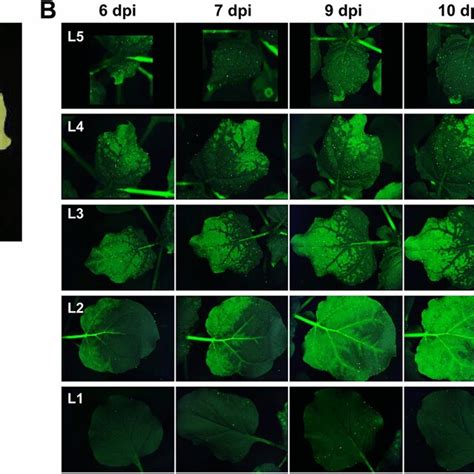 Time Course Observation Of Cmv Ilov Infection Dynamics A A N