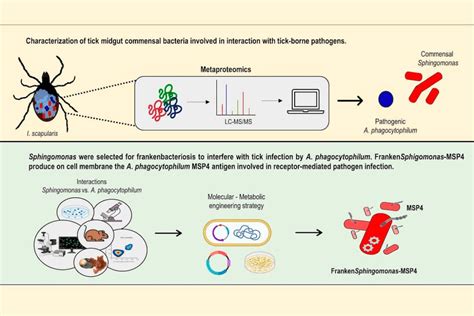 Introducen Modificaciones Gen Ticas En Bacterias Para Controlar La