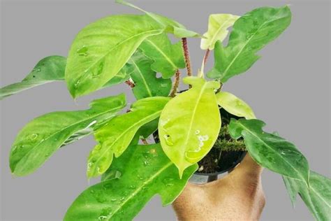 Philodendron Squamiferum The Complete Care Guide