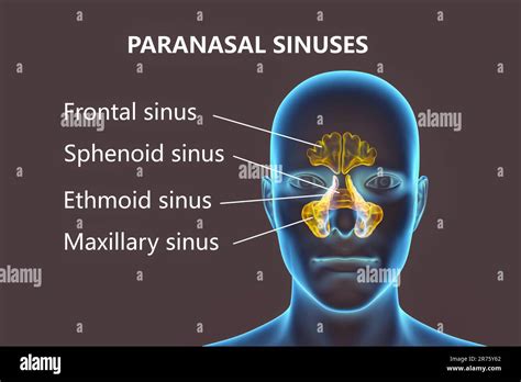 Paranasal Sinus Definition Location Anatomy Function Off