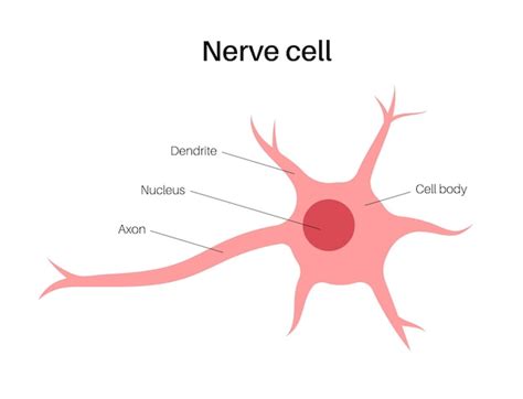 Premium Vector Neuron Anatomy Poster