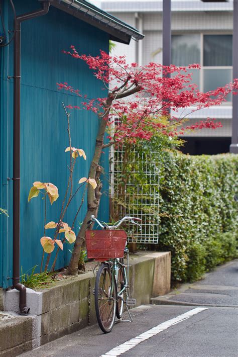 Bicycle With A Red Leafed Tree 3 Ducks Flickr