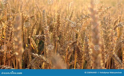 Las Orejas Amarillas Giran En El Viento El Campo De Fondo De Las Orejas