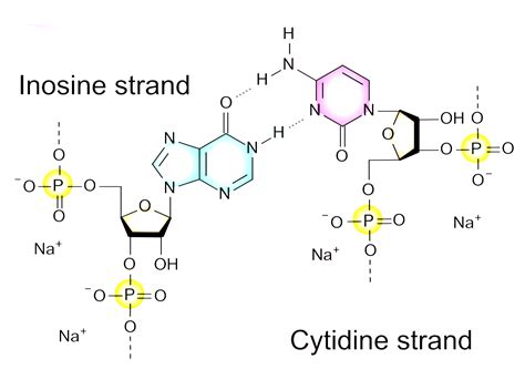 Poly I C As Vaccine Adjuvant Creative Biolabs