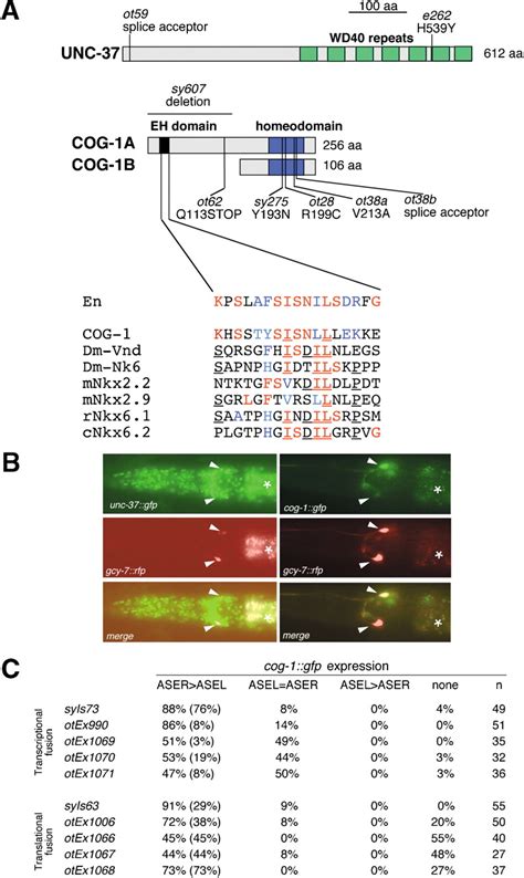 A Transcriptional Regulatory Cascade That Controls Left Right Asymmetry