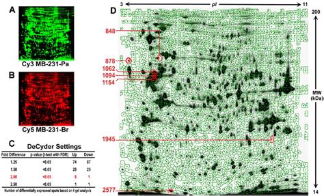 2d Dige Analysis Of Total Cellular Proteins Extracted From Mb 231 Br Download Scientific