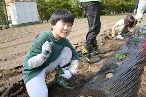 栗山小で野菜の苗の植え付け体験｜株式会社タネショウシードコンサルタントによる地域貢献活動 栗山町公式ホームページ