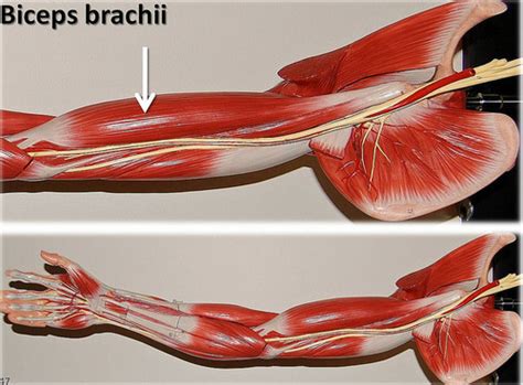 Muscles That Move The Forearm Flashcards Quizlet