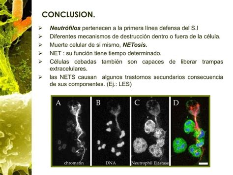 Seminario 5 Trampas Extracelulares De Neutrófilos